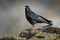 Alpine Chough, Pyrrhocorax graculus, black bird sitting on the stone with lichen, animal in the mountain nature habitat, Gran Para