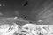 Alpine Chough Pyrrhocorax graculus flying in mountains
