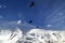 Alpine Chough (Pyrrhocorax graculus) flying in mountains