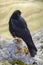 Alpine chough on a rock in autumn in Dolomites. Italy, Europe.