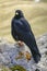 Alpine chough on a rock in autumn in Dolomites. Italy, Europe.