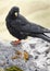 Alpine chough on a rock in autumn in Dolomites. Italy, Europe.