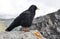 Alpine chough on a rock in autumn in Dolomites. Italy, Europe.