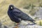 Alpine chough on a rock in autumn in Dolomites. Italy, Europe.