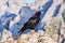 Alpine chough or yellow-billed chough Pyrrhocorax graculus up on a mountain rock, in Donnerkogel mountains, Austria