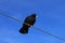 Alpine choughs sitting on a cable