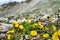 Alpine cinquefoil in Caucasus