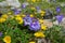 Alpine cinquefoil and Centaury in Caucasus