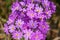 Alpine close-up silene dioica known as red campion and red catchfly