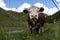 Alpine cow