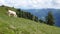 Alpine cow at Gasteiner Valley from Fulseck mountain in Austria