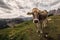 Alpine cow in a medow in Italy