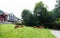 Alpine cows eating grass near Lauterbrunnen valley.