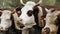 alpine cows. farming. breeding alpine cows. Well-fed, well-groomed alpine cows, bulls and calves, with bells on their