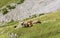 Alpine cows having rest on a meadow. Luzern region, Switzerland.