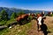 Alpine cows herd drinking water