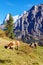 Alpine cows at meadow with Eiger and Monk mountains, Murren, Bernese Highlands, Switzerland