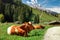 Alpine cows near the Konigssee lake / Bavaria