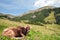 Alpine cows relax on green meadow