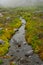 Alpine Creek Winds Through Mossy Field