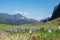 Alpine crocus in april, soft background