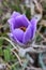 Alpine crocuses blossom in the mountains.