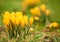 Alpine crocuses blossom in the mountains of the Carpathians on t