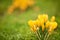 Alpine crocuses blossom in the mountains of the Carpathians on t