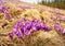 Alpine crocuses blossom in the mountains of the Carpathians on top of the mountain. Fresh beautiful purple crocuses.