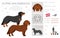 Alpine Dachsbracke clipart. Different poses, coat colors set