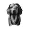 Alpine Dachsbracke dog digital art illustration isolated ib black and white. Small breed of dog of scent hound type originating in