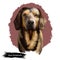 Alpine Dachsbracke dog digital art illustration isolated on white background. Small breed of dog of the scent hound type