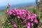 Alpine daisy bush (olearia phlogogappa) flowers