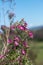Alpine daisy bush (olearia phlogogappa) flowers