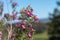 Alpine daisy bush (olearia phlogogappa) flowers