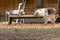 Alpine domestic goats eating prepared dried food in a wooden trough feeder