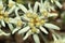 Alpine edelweiss Leontopodium alpinum in blossom