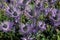 ALPINE ERYNGO eryngium alpinum, FRENCH ALPS