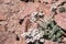 Alpine false candytuft Smelowskia ovalis wildflower blooming among rocks at high altitude, Lassen Volcanic National Park,