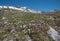 Alpine flora at mountain top nebelhorn, pink primrose and crowfoots