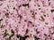 Alpine flower bed with pink white phlox flowers carpet. Purple pink white