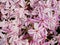 Alpine flower bed with pink white phlox flowers carpet. Purple pink white