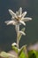 Alpine flower Edelweiss mountain flower. Leontopodium nivale