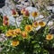 Alpine flower. Geum Reptans fruits, creeping avens. Aosta valley, Italy