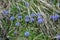 Alpine flower Globularia nudicaulis