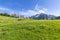 Alpine flower meadows with majestic Karwendel Mountain Range. Photo taked near Walderalm, Austria, Gnadenwald, Tyrol