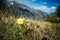 Alpine flower Pulsatilla alpina apiifolia a hairy perennial with single yellow in mountains, PYRENEES ANDORRA