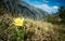 Alpine flower Pulsatilla alpina apiifolia a hairy perennial with single yellow in mountains, PYRENEES ANDORRA