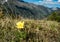 Alpine flower Pulsatilla alpina apiifolia a hairy perennial with single yellow in mountains, PYRENEES ANDORRA