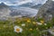 Alpine flowers and beautiful panorama of Aletsch glacier in Switzerland